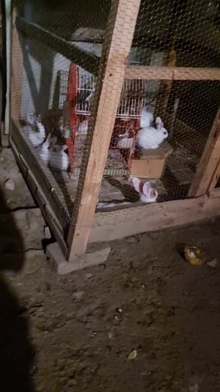 خرگوش|موش و خرگوش|ماسال, |دیوار