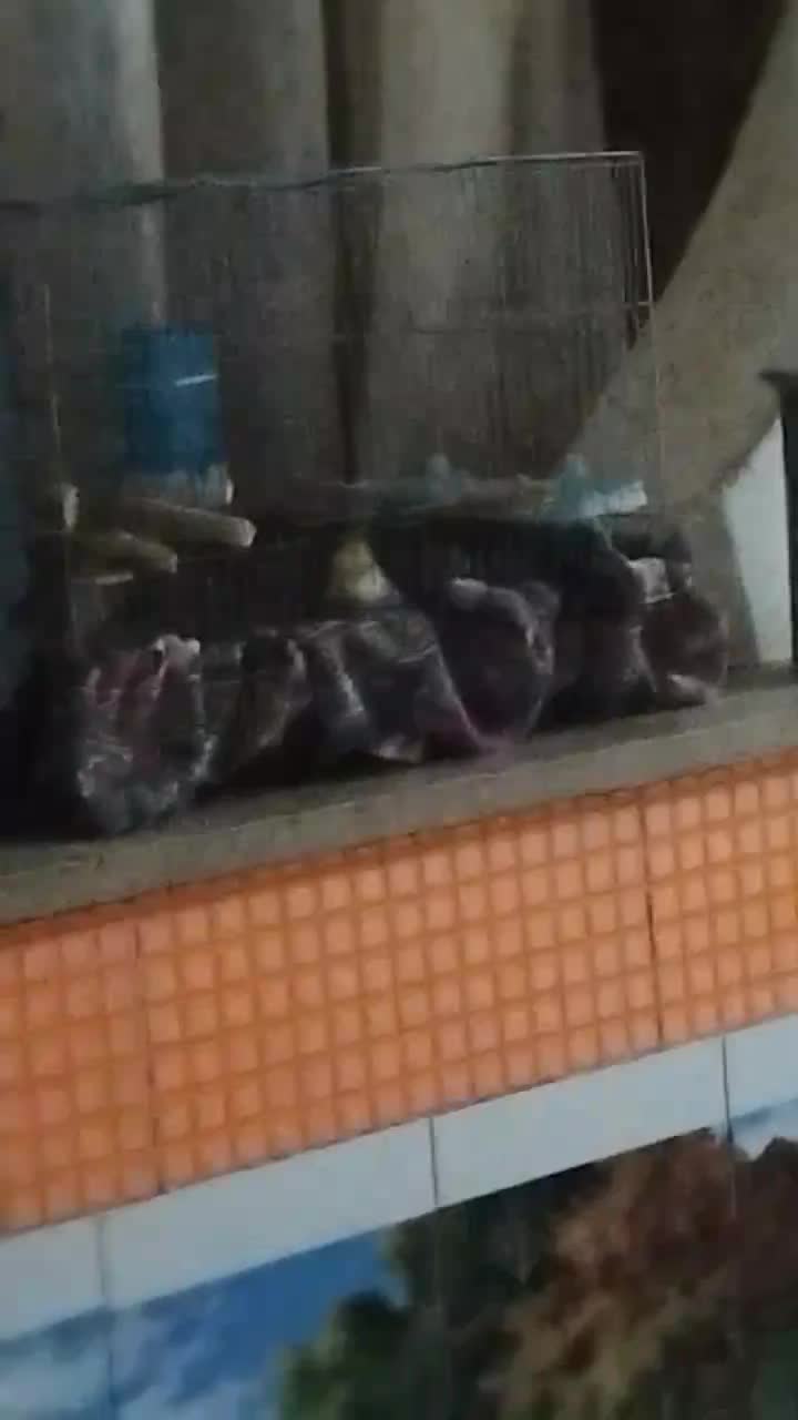 فروشی|پرنده|زهک, |دیوار