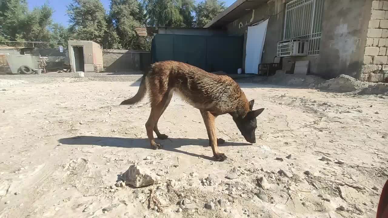 مالی نیوز ماده اصل|سگ|کهنوج, |دیوار