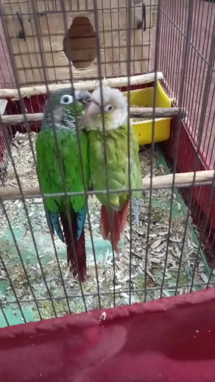 طوطی گرینچیک نر مست|پرنده|شوشتر, |دیوار