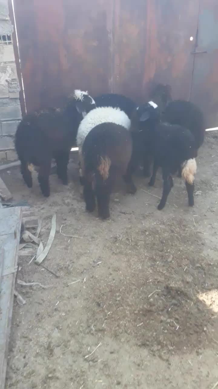 ۶ راس بره ماده چاق برای داشت ودامداری درسربندر|حیوانات مزرعه|بندر ماهشهر, |دیوار