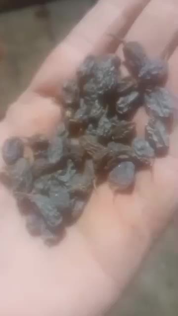 کشمش فروشی انصاری انواع مختلف کشمش|عمده‌فروشی|تاکستان, |دیوار