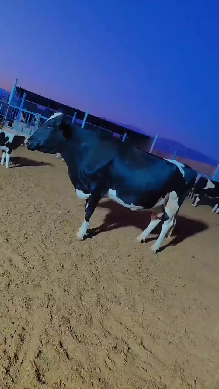 گاو آبستن ۱ماه به زایمان|حیوانات مزرعه|سبزوار, کلاته سیفر|دیوار