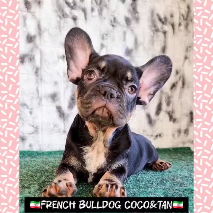 فرنچ بولداگ COCO TAN|سگ|تهران, شهرک امام خمینی|دیوار
