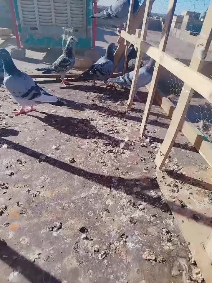 کبوترمسافتی|پرنده|مشهد, مهدی آباد|دیوار