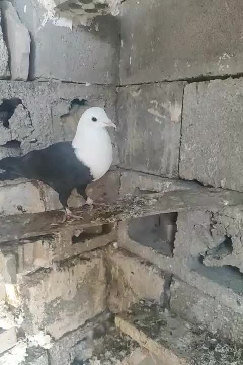 کبوتر کله سفید ماده جوان سالم سالم به شرط تخم وبچ|پرنده|گتوند, |دیوار