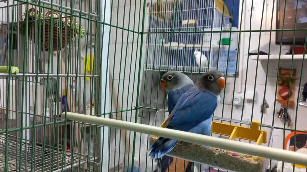 جوجه کوتوله برزیلی، مرغ عشق، عروس هلندی|پرنده|اصفهان, سپاهانشهر|دیوار