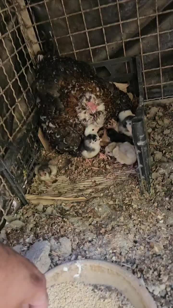 تخم مرغ گلین ریشو نطفه دار|حیوانات مزرعه|شهریار, رزکان|دیوار