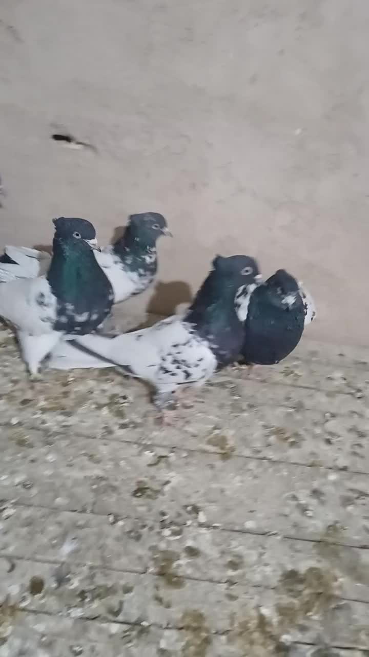 کبوتر رنگی|پرنده|پیر بکران, |دیوار