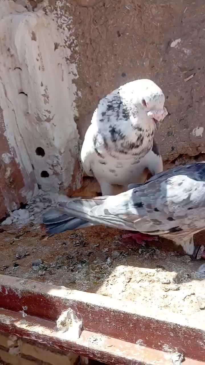 کبوتر|پرنده|مشهد, کوی پلیس|دیوار