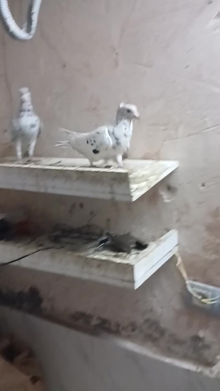 کفتر جفتگاه|پرنده|سبزوار, ایزی شهر|دیوار