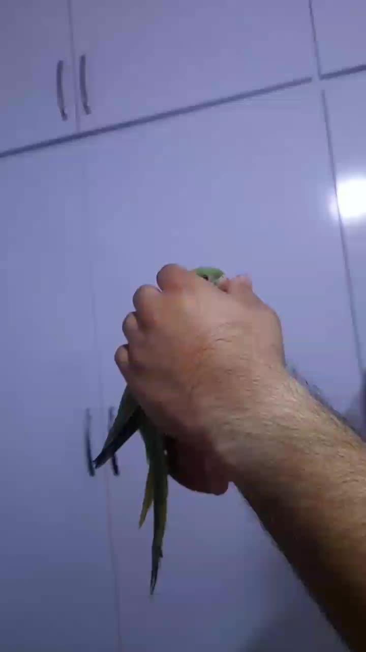 طوطی ملنگو|پرنده|تربت‌حیدریه, شهرک ولیعصر|دیوار