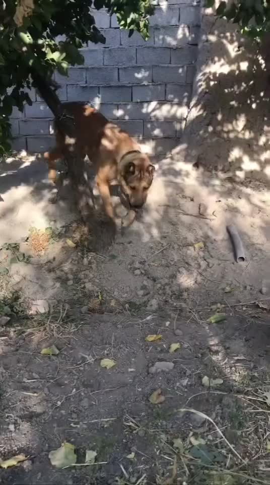 واگذاری سگ سرابی|سگ|فردوسیه, |دیوار