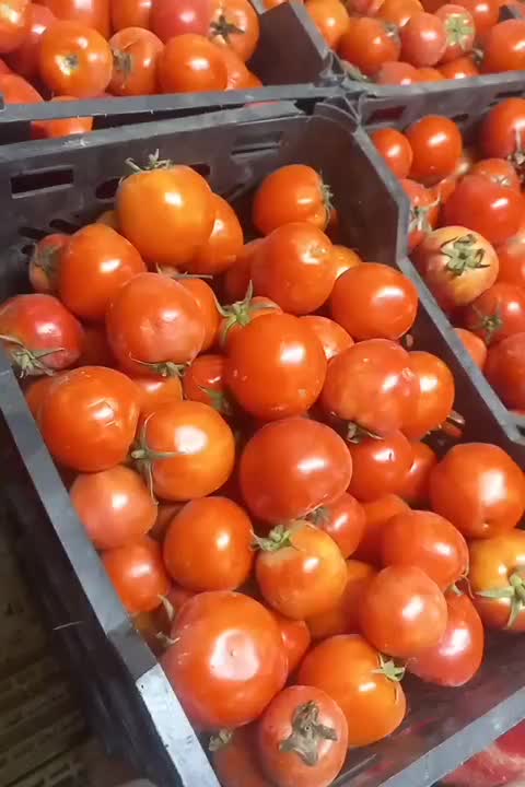 گوجه فرنگی کیلیوی15000هزار تومان|خوردنی و آشامیدنی|مشهد, خواجه ربیع|دیوار