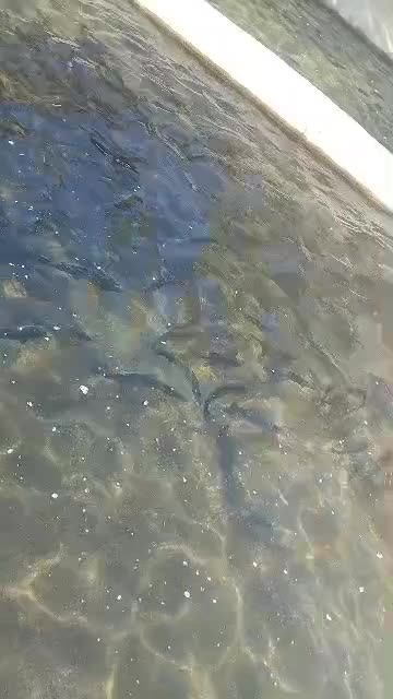 پخش ماهی غزل آلا|ماهی|مسجد سلیمان, |دیوار