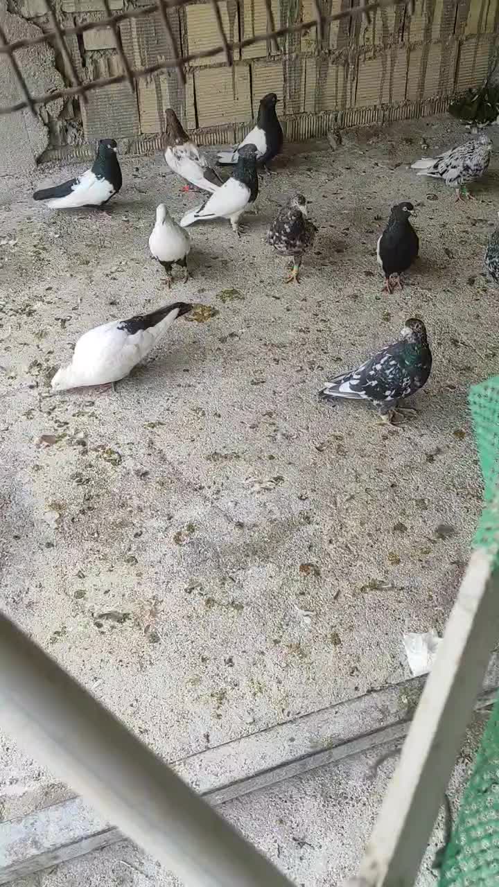 کبوتر رنگی و دورگ|پرنده|شوش, |دیوار