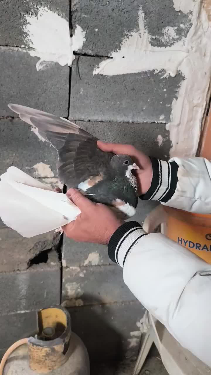 شهری . چپ قهوه‌ای گلدار گل زرد|پرنده|سپیدان, |دیوار