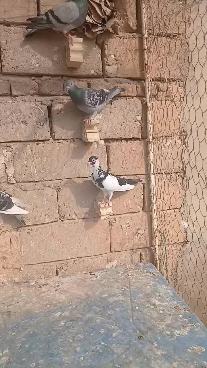 کبوتر|پرنده|شوشتر, |دیوار