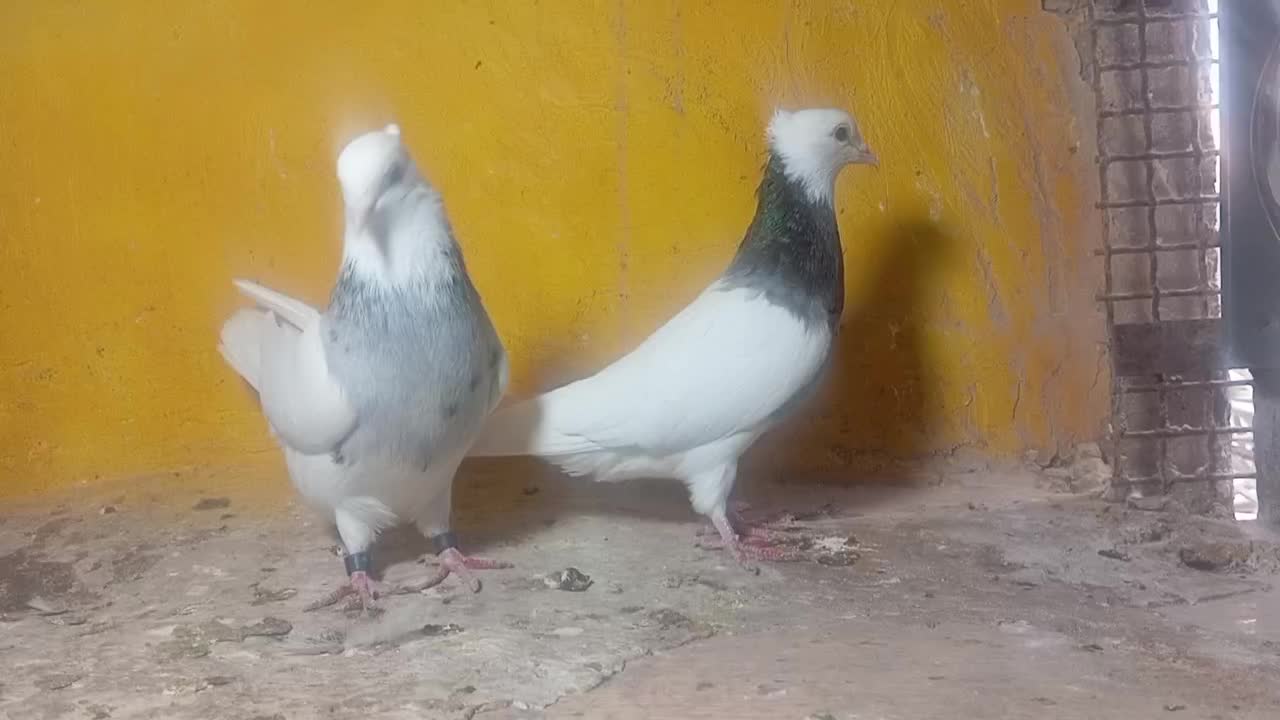 طوقی ماده|پرنده|خورموج, |دیوار