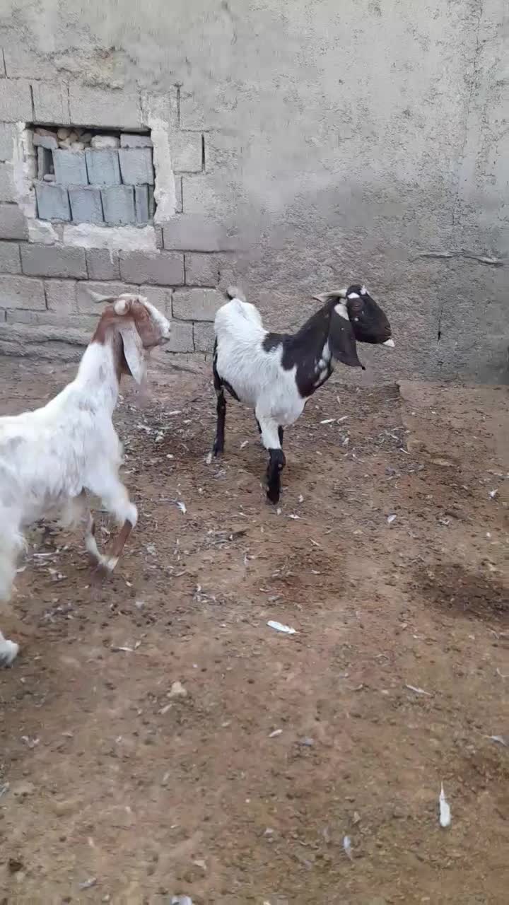 بزپکستانی|حیوانات مزرعه|برازجان, |دیوار