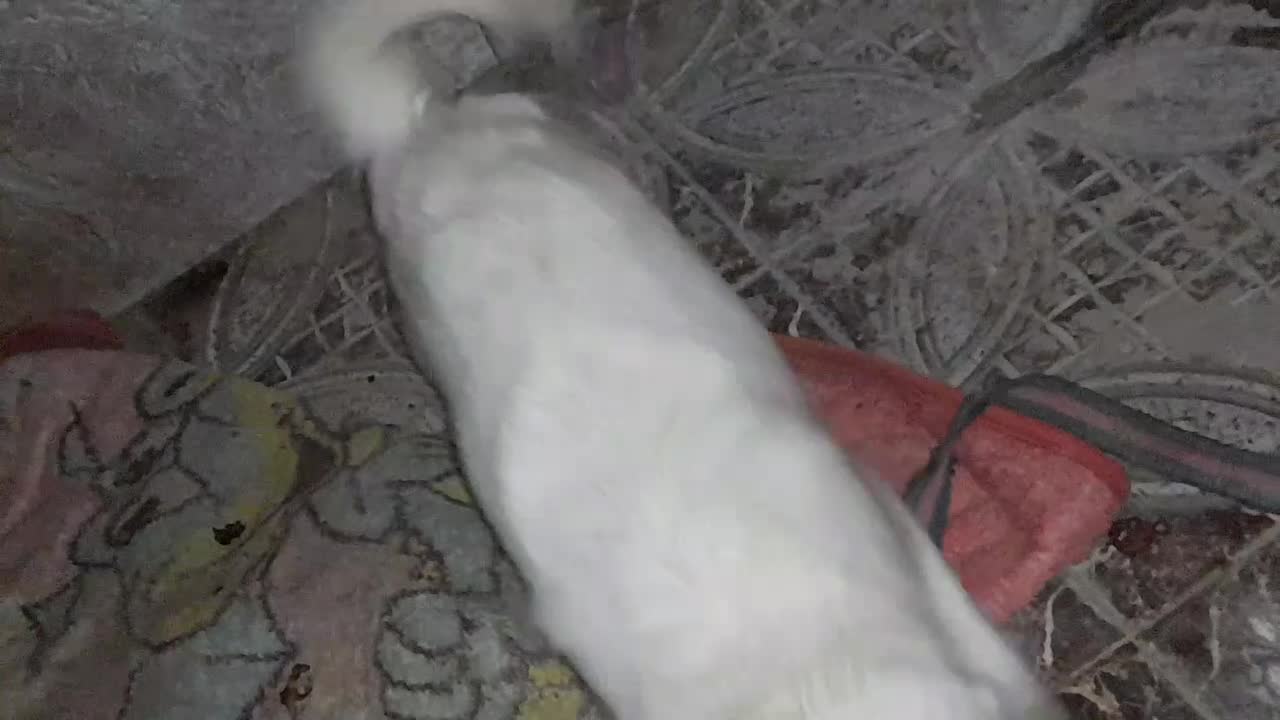 سگ گلدن رتریور|سگ|زابل, |دیوار