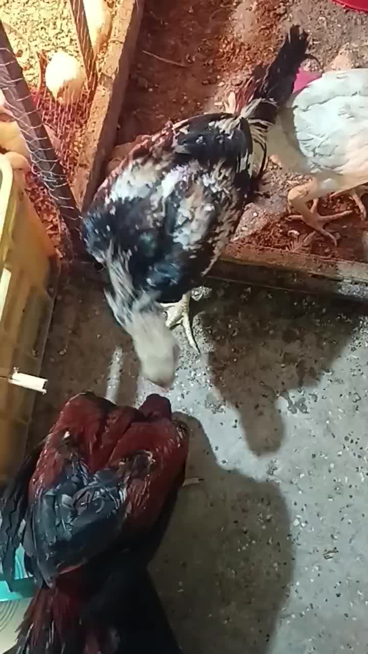 خروس لاری اصیل|حیوانات مزرعه|دلند, |دیوار