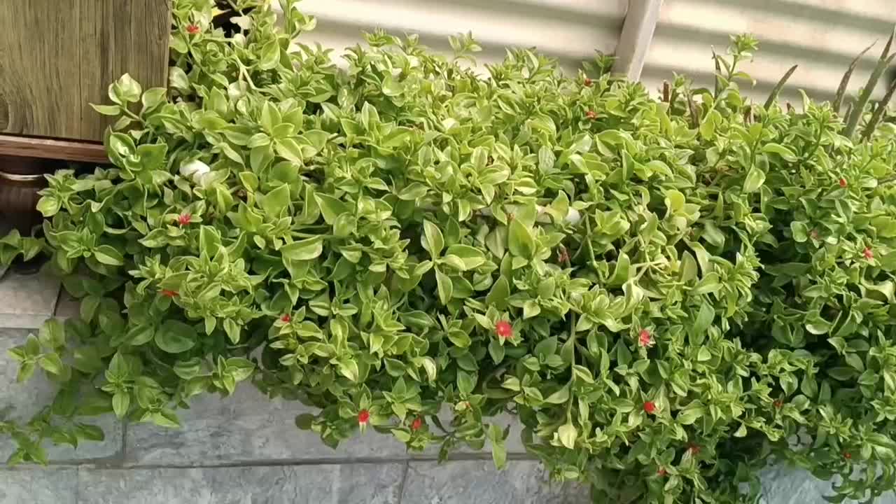 گل یخی|گل و گیاه طبیعی|مشهد, گاز|دیوار