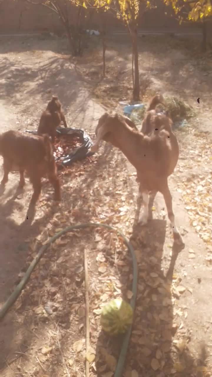 بزوکره دورگ|حیوانات مزرعه|مهریز, |دیوار