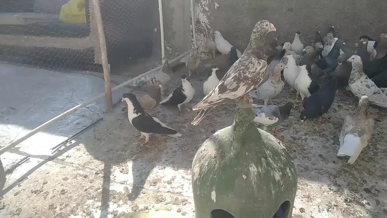 کفتر همه مدل هفت‌رنگ ورنگی والمانی مگزی|پرنده|اقبالیه, |دیوار