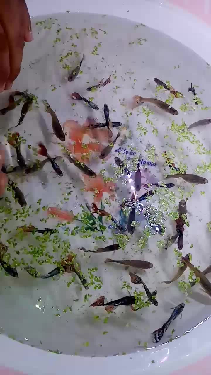 گوپی تاپ گرید|ماهی|تربت‌حیدریه, باغ سلطانی|دیوار