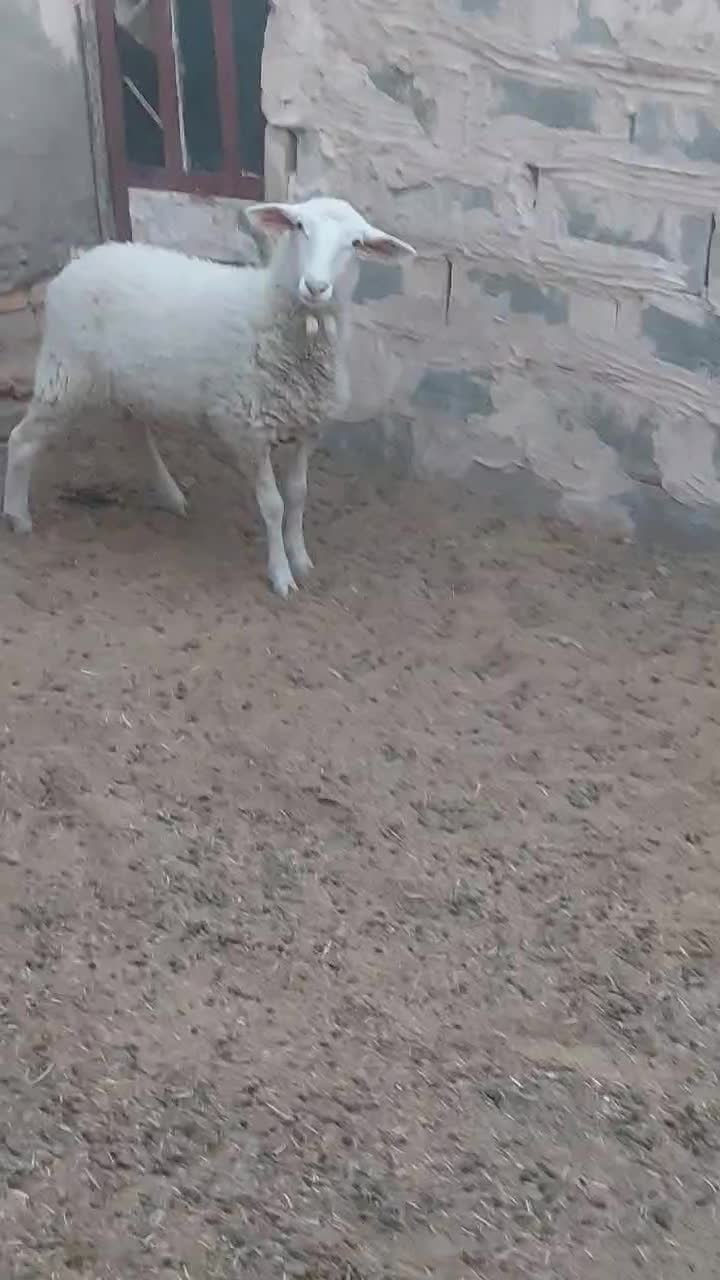 بره لاکن ماده بافق|حیوانات مزرعه|یزد, |دیوار