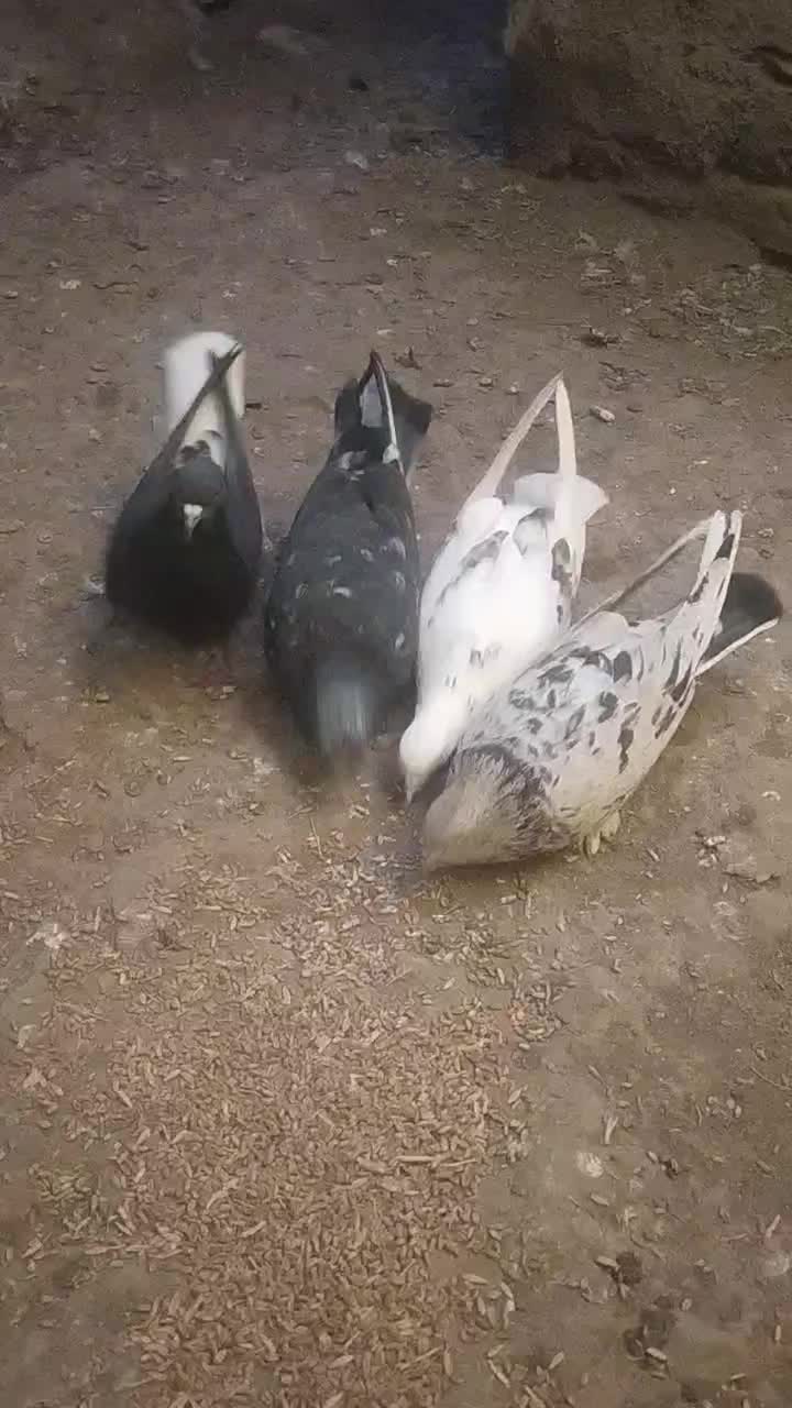 زاغ دم سفید|پرنده|دلیجان, |دیوار