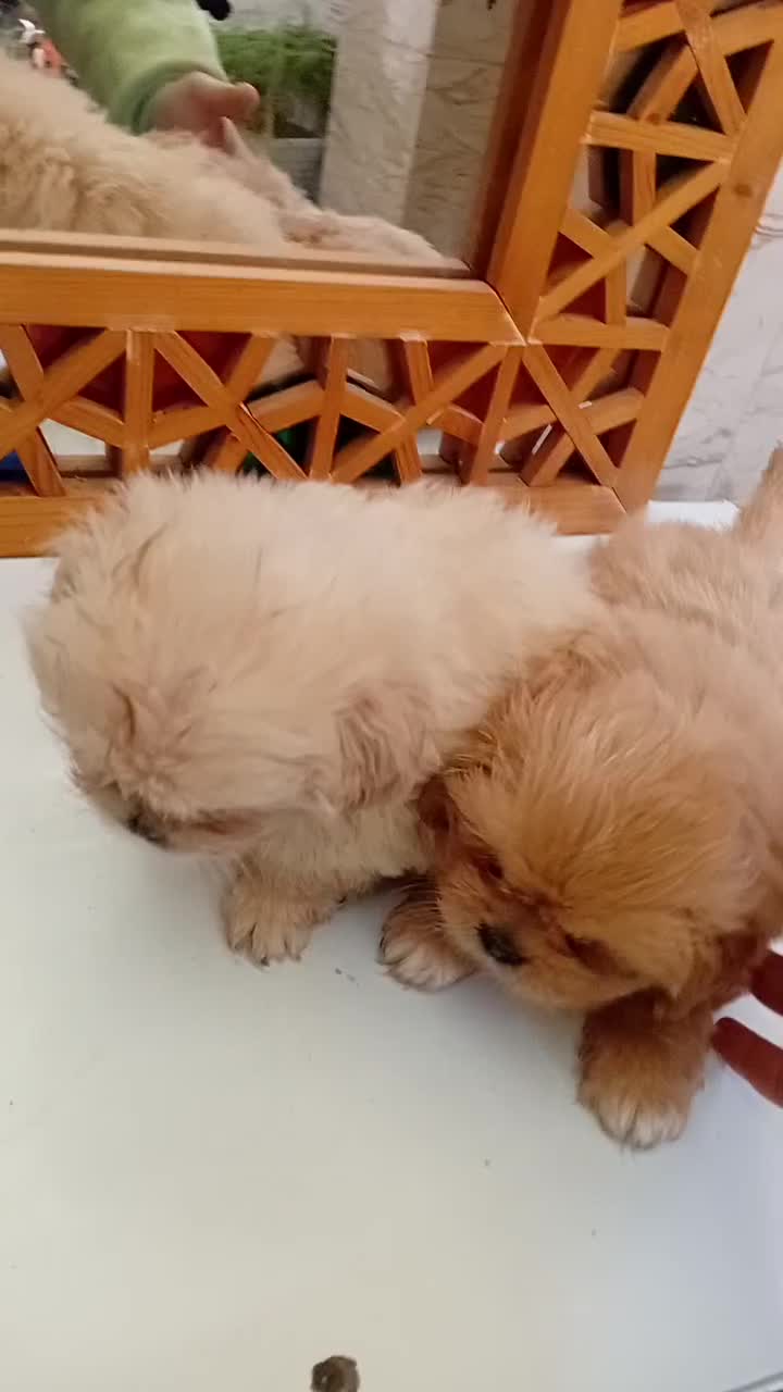 امپریال مالتیز|سگ|رشت, دیلمان|دیوار