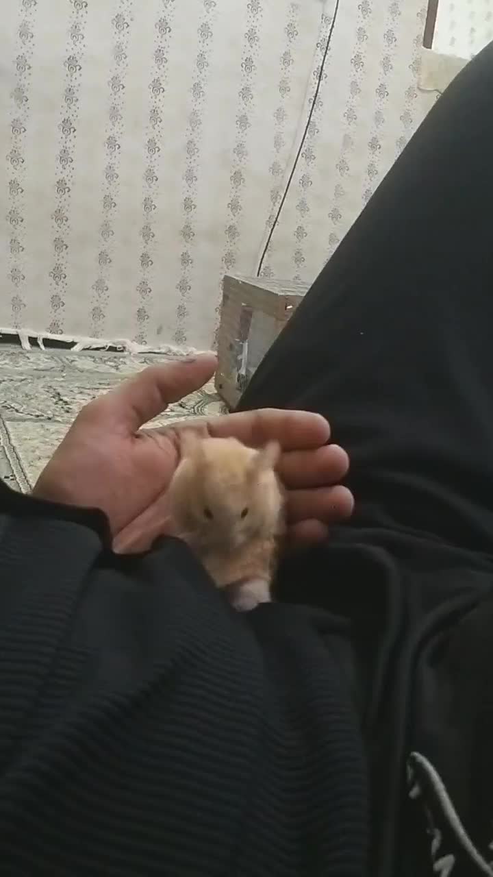 همستر نرو ماده|موش و خرگوش|خرمآباد, |دیوار