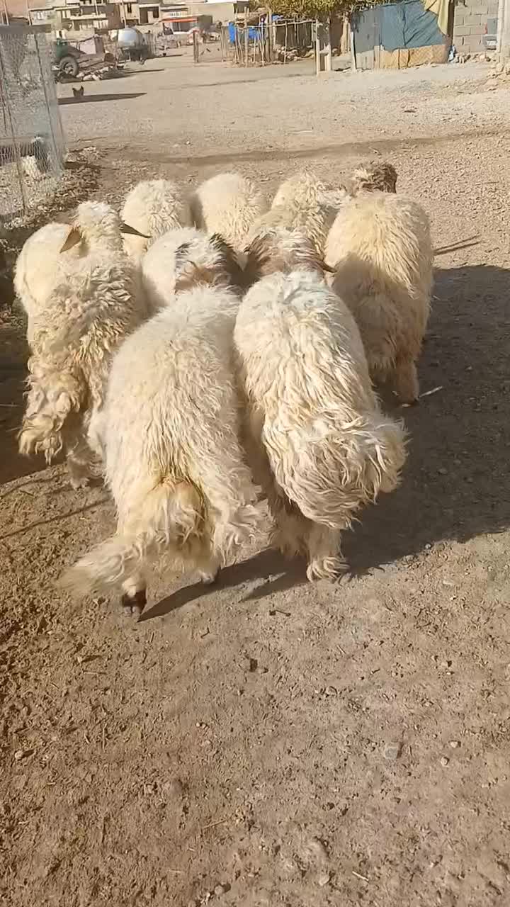 ۱۰عدد بره|حیوانات مزرعه|آبدانان, |دیوار