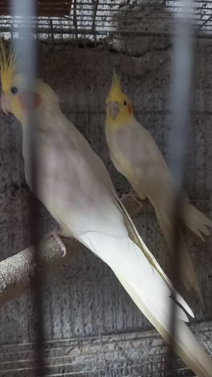 عروس هلندی سرلاکی ومولد|پرنده|بندر گناوه, |دیوار