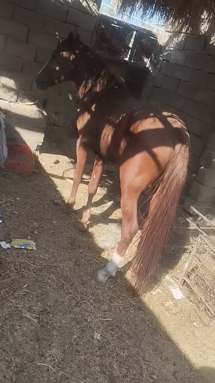 اسب عرب|اسب و تجهیزات اسبسواری|گنبکی, |دیوار