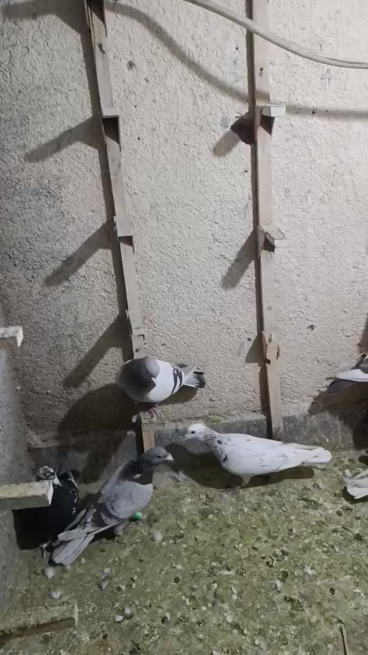 تعدادی پلاکی هوایی همه خوب|پرنده|مرودشت, کوشک|دیوار