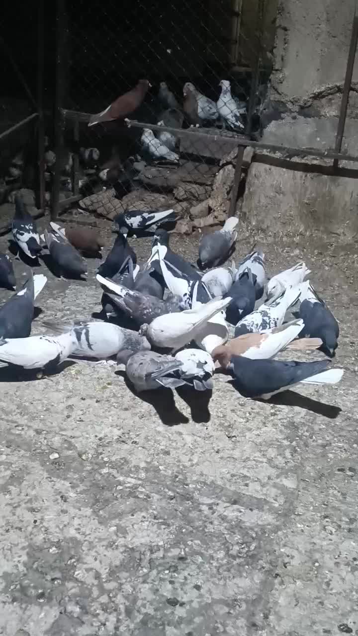 باسلام خدمت دوستان 30کفتر جفتی 700|پرنده|شیراز, وزیرآباد|دیوار