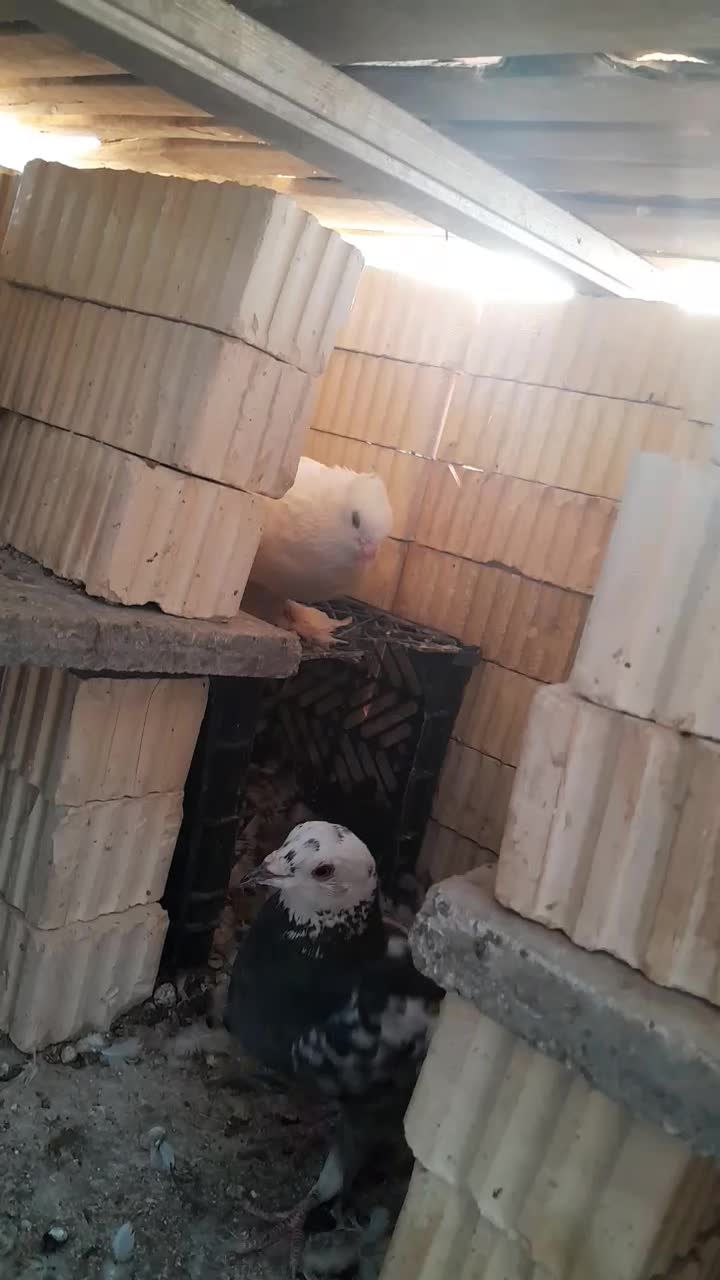 کبوتر یا کفتر|پرنده|کوه چنار, |دیوار