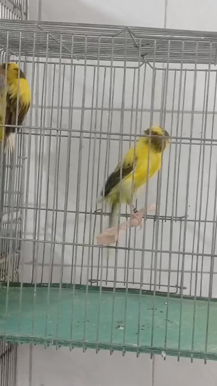 رسمی بلند|پرنده|اصفهان, شهرک ولیعصر|دیوار