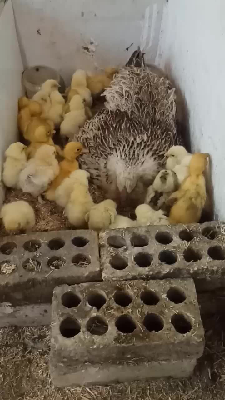 جوجه برهما و اردک|حیوانات مزرعه|مشهد, ویلاشهر|دیوار