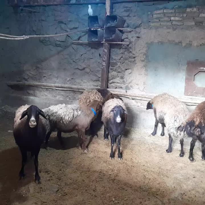 سلام گوسفندهتروبابره ماده هترو|حیوانات مزرعه|سبزوار, کراب|دیوار