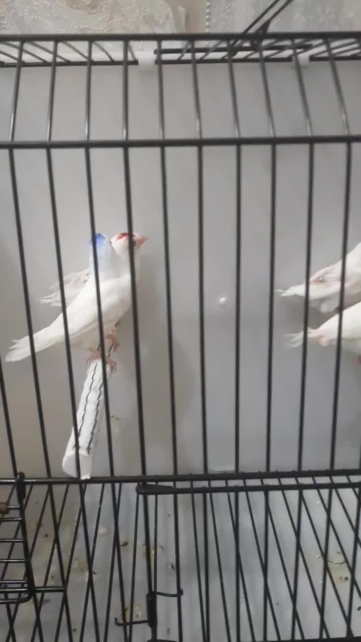 فنچ بنگالی سفید|پرنده|اصفهان, خانه اصفهان|دیوار