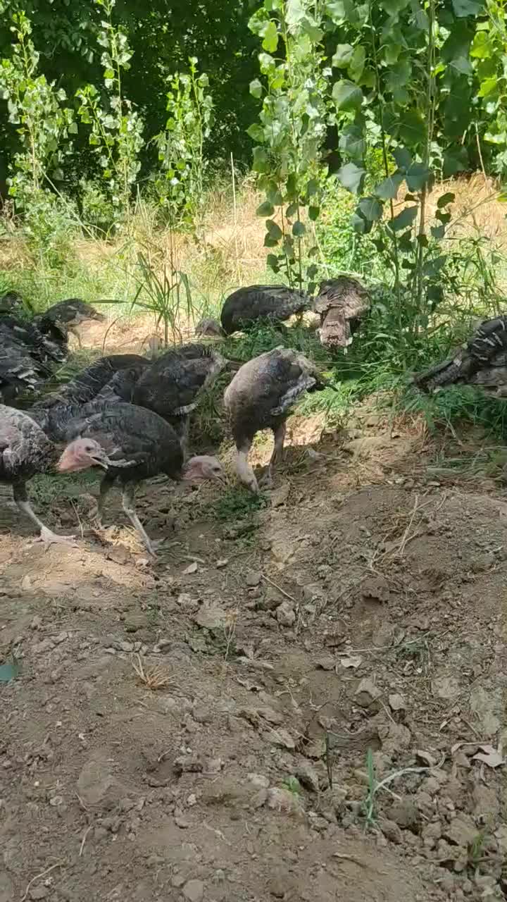 فروش بوقلمون اورگانیک|حیوانات مزرعه|شاهین دژ, |دیوار