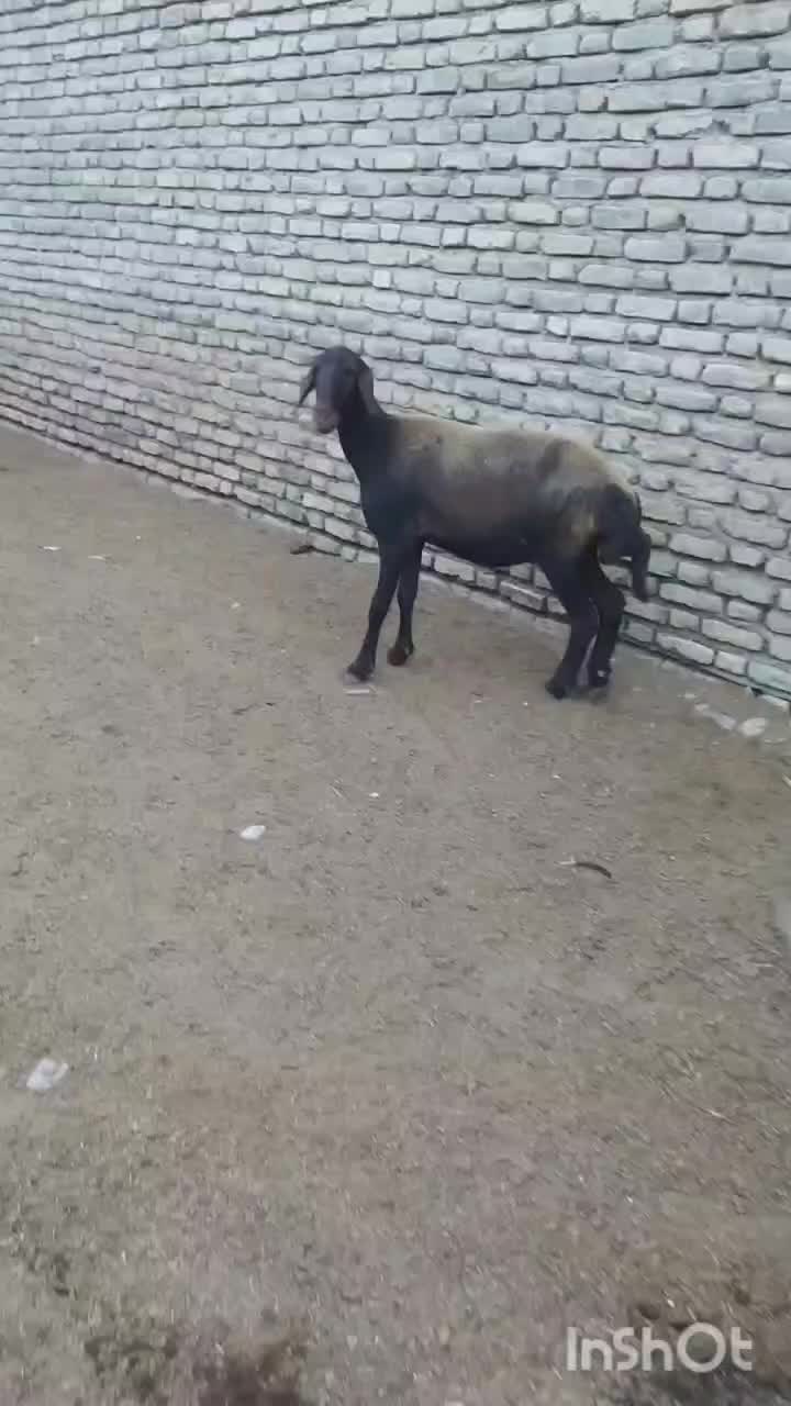 گوسفند یک شکم|حیوانات مزرعه|گنبد کاووس, |دیوار