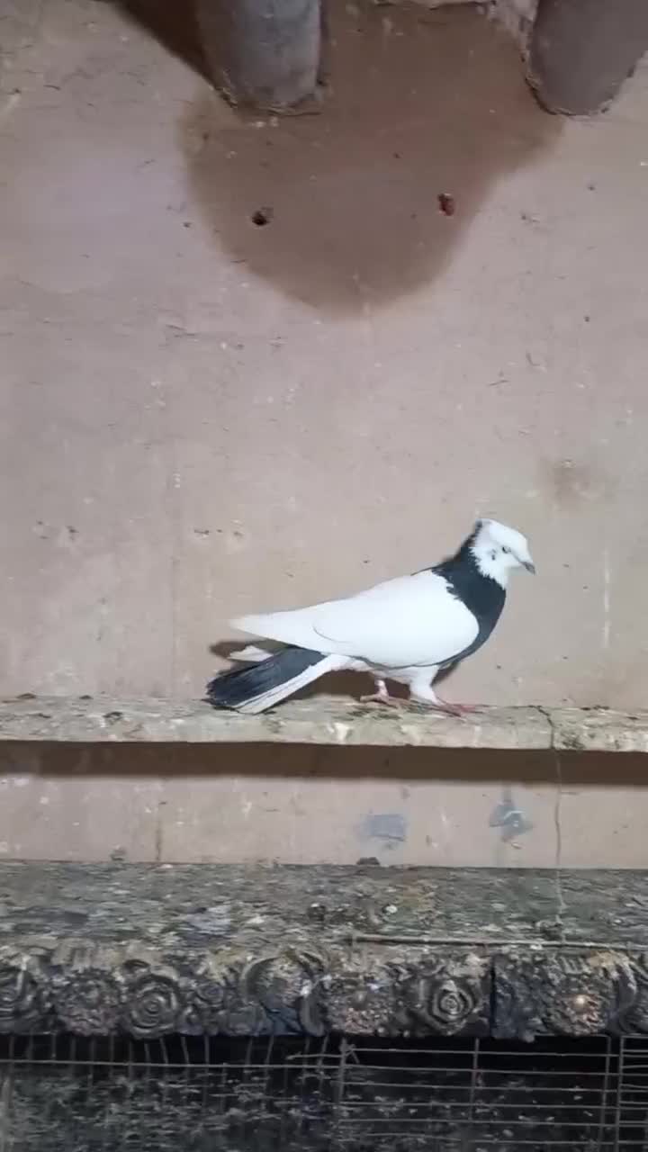 کبوتر گرفته|حیوانات|کرمانشاه, |دیوار