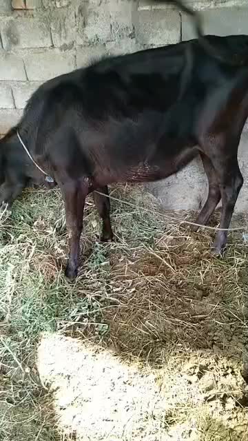دوگاوگوساله سالم  سر حال  برای داشتی گوشتی|حیوانات مزرعه|جیرفت, |دیوار
