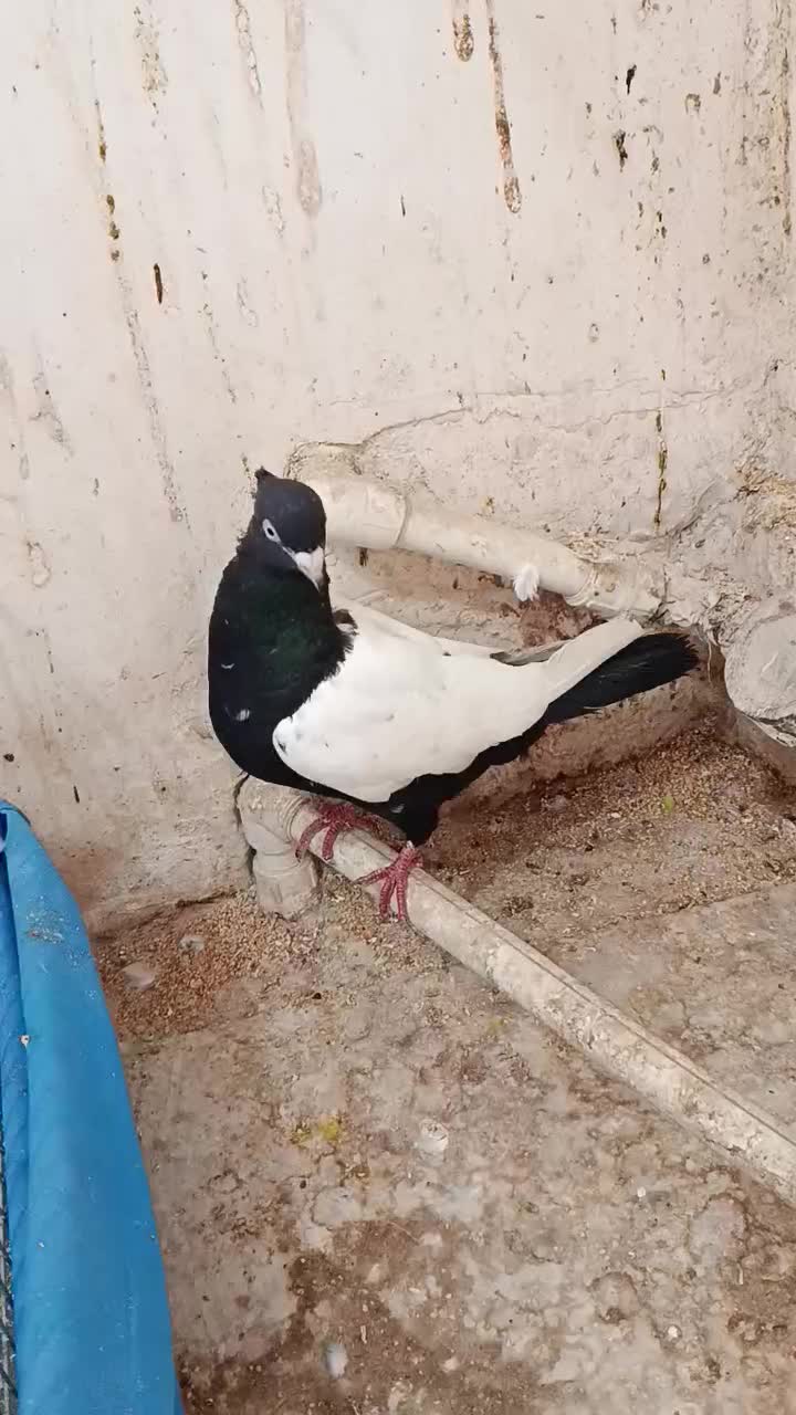 سینه سیاه نر|پرنده|گتوند, |دیوار