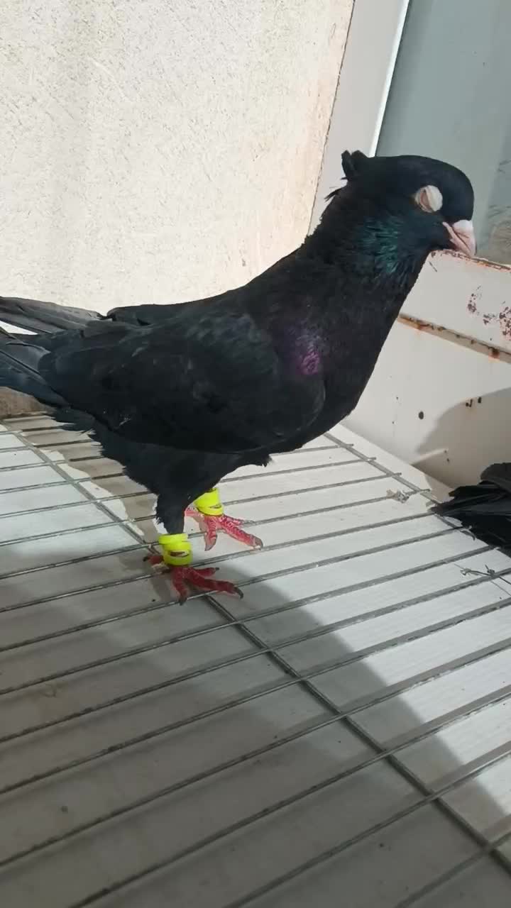 زاغ|پرنده|شهرضا, |دیوار